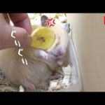 なんでバナナ食わねんだよー！飼い主、怒りのぐりぐり【ハムスター】(YouTube)
