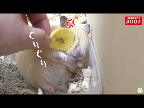 なんでバナナ食わねんだよー！飼い主、怒りのぐりぐり【ハムスター】(YouTube)