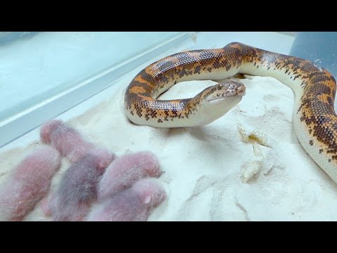 温室育ちの蛇に生きたマウスを放つとこうなります(YouTube)