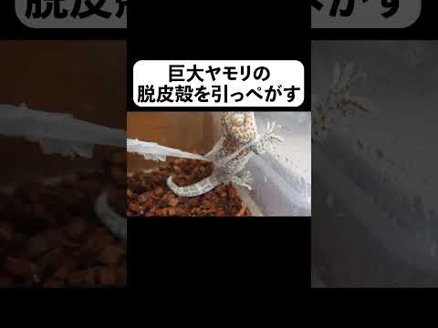 巨大ヤモリの脱皮殻を引っぺがす#shorts(YouTube)