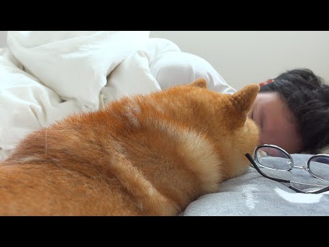 飼い主が頭痛なった時、柴犬のプロ感が凄い。(YouTube)