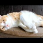 体を触られると怒るけど、顔をモフられるとウットリとする茶シロ猫(YouTube)