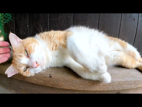 体を触られると怒るけど、顔をモフられるとウットリとする茶シロ猫(YouTube)