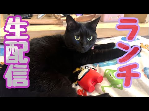 【ランチ生配信】暑すぎて大人も夏休み欲しい！って気持ちを猫で紛らわしませんか？生配信(YouTube)