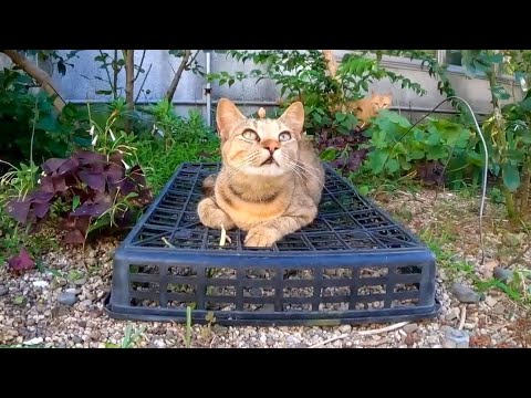 花壇の中で寝ていた猫をナデナデすると喜んで懐いてきてカワイイ(YouTube)