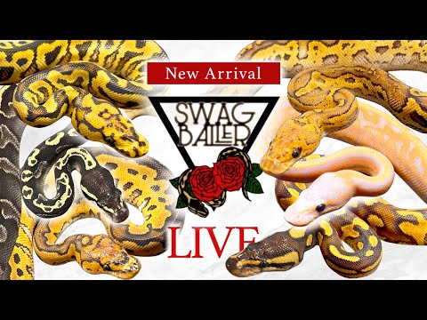 【新入荷】SWAG Ballerの新入荷生体の初お披露目ライブ(YouTube)