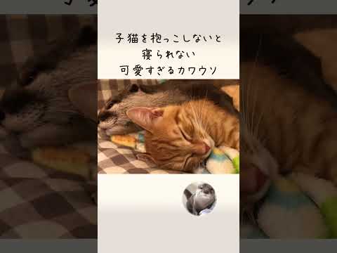 カワウソさくら 子猫を抱かないと寝られない系女子 otter who can not sleep without holding a kitten(YouTube)
