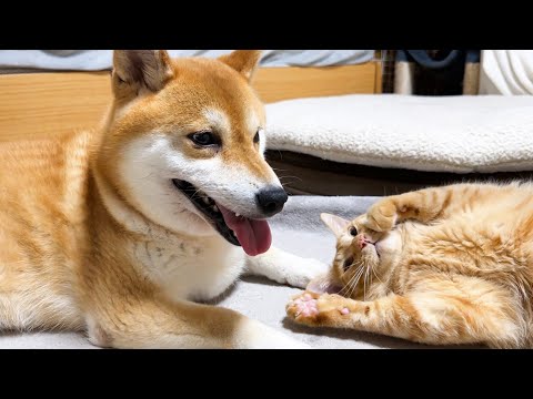 いつもお世話上手な猫が今日は超甘えん坊で柴犬や飼い主にデレデレでした笑(YouTube)