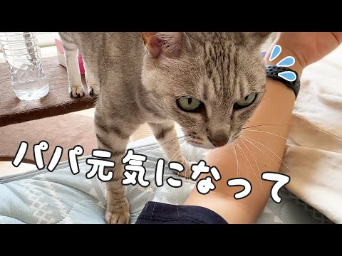 パパが体調不良で寝込んでると心配する猫(YouTube)