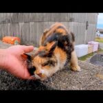 Awwww 防波堤の三毛猫ちゃん背中を撫でられて思わず声を出す(YouTube)