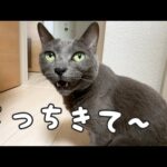 娘が学校でいないと寂しがりな猫はこうなります！(YouTube)