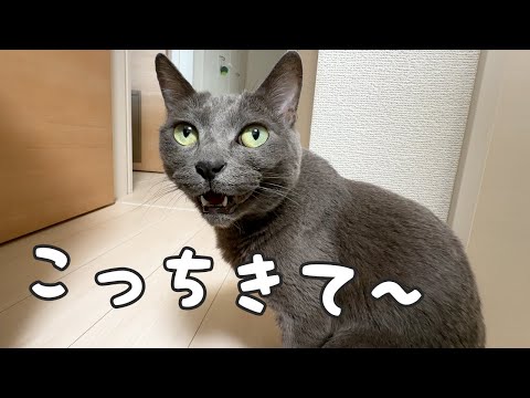 娘が学校でいないと寂しがりな猫はこうなります！(YouTube)