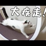食後の猫たちが荒ぶりまくりで走りまくる！！(YouTube)