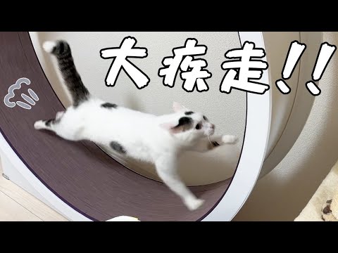 食後の猫たちが荒ぶりまくりで走りまくる！！(YouTube)