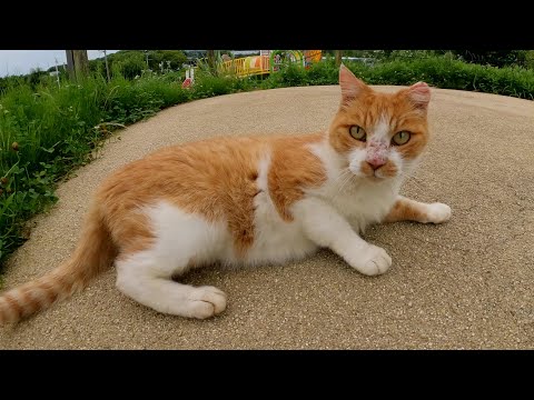 ドロボー髭の茶シロ猫が「モフりたかったら捕まえてごらん」と逃げ回る(YouTube)