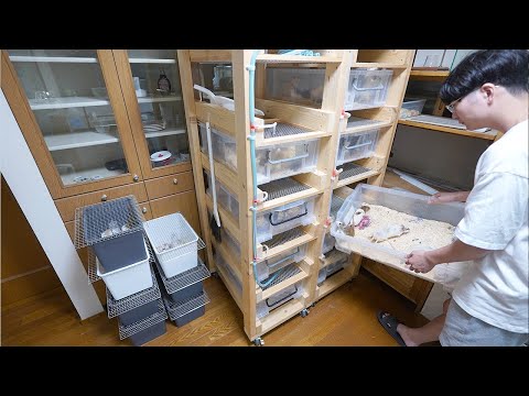 蛇の餌用にどんどん繁殖しているネズミたちのお世話ルーティン(YouTube)