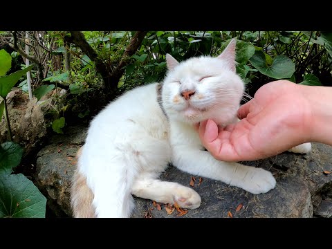 神社の庭園で神主さんの自宅を警備する猫達(YouTube)