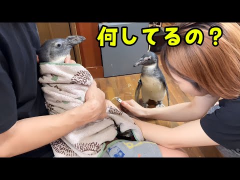 彼女が爪切りされてるのが心配で何度も見にきちゃうペンギン(YouTube)