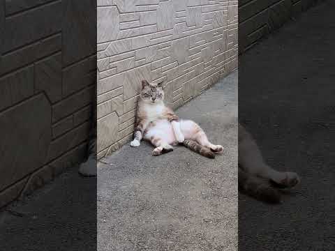 シャム猫が人間に見られていることに気付かずに猫をサボる(YouTube)