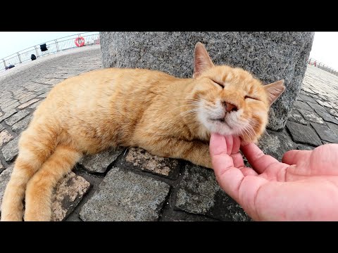 関東の猫YouTuber「ねこまくら」さんと魚を待つ茶トラ猫を撮影(YouTube)