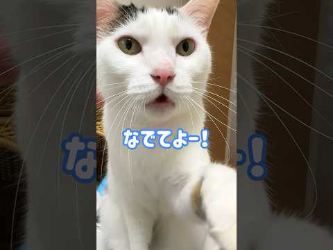 撫でてよー！としゃべる猫 #shorts(YouTube)