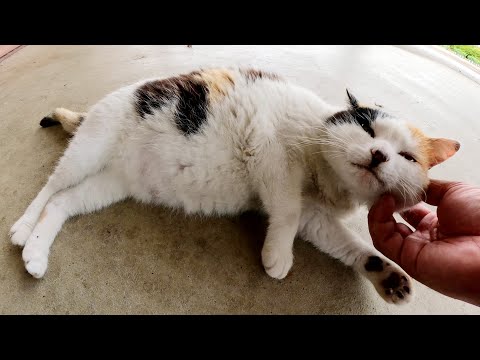 丸っこい三毛猫をモフるとゴロンゴロンと転がって可愛い(YouTube)