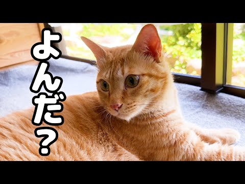 いつも呼んだら来てくれる猫を隣の部屋から呼ぶとこうなりました！！！(YouTube)