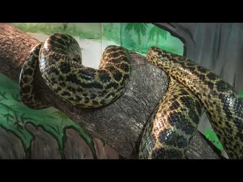 イエローアナコンダ (めっちゃおもろい動物園) 2021年10月7日(YouTube)