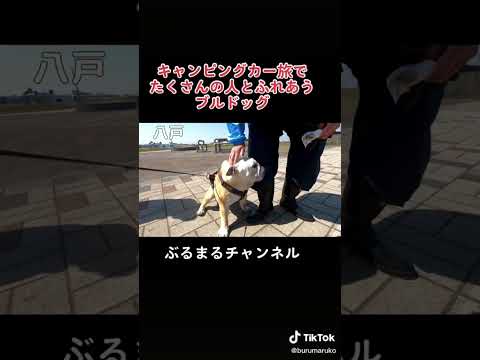 人が大好きなイッヌ　#ブルドッグ #犬 #キャンピングカー(YouTube)