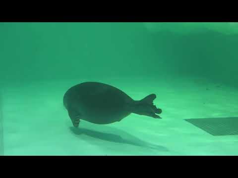 バイカルアザラシ (琵琶湖博物館) 2021年10月7日(YouTube)