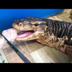 オオトカゲに5.5kgの鶏肉を食べさせてみると爆食パーティーになりました(YouTube)