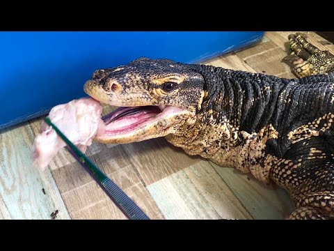 オオトカゲに5.5kgの鶏肉を食べさせてみると爆食パーティーになりました(YouTube)