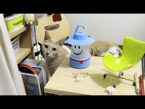 猫が棚を漁る理由を娘は知りませんでした(YouTube)