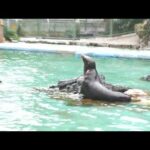 カリフォルニアアシカ (天王寺動物園) 2021年10月19日(YouTube)