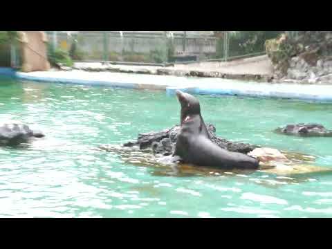 カリフォルニアアシカ (天王寺動物園) 2021年10月19日(YouTube)