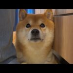 大好きな人が来た数時間後、尻尾が下がる事態に‥一体何が。(YouTube)