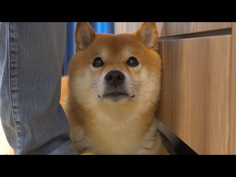 大好きな人が来た数時間後、尻尾が下がる事態に‥一体何が。(YouTube)
