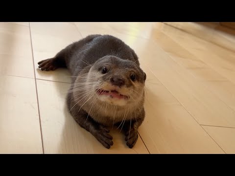 瓶詰めジャーキーをロケットのように一瞬で回収するカワウソがすごい Amazing otter retrieves jarred jerky in an instant like a rocket.(YouTube)