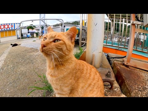 猫島の港付近で寝ていた猫、近くに行くと起きてモフられにきた(YouTube)