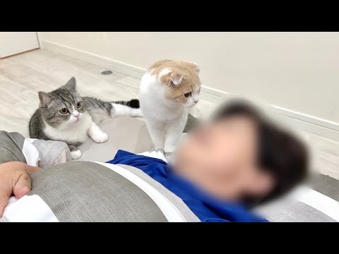 早朝から大好きなばあばを無理矢理起こしに行く猫たちがかわいすぎました笑(YouTube)