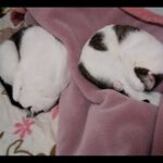 【猫動画】貴方が思う以上に、まん丸ニャン！〜にゃんともパレード〜#猫動画#猫#288(YouTube)