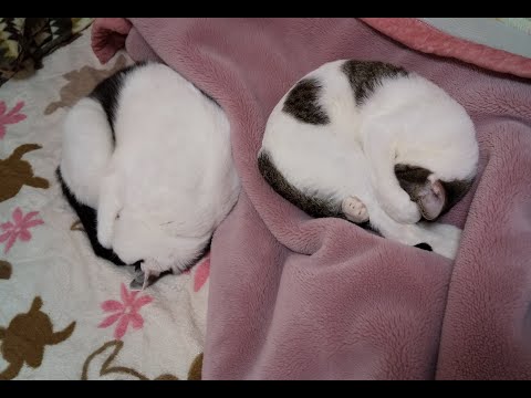 【猫動画】貴方が思う以上に、まん丸ニャン！〜にゃんともパレード〜#猫動画#猫#288(YouTube)