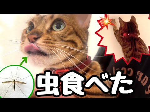美人猫が虫獲ってそのまま食べてしまいました(YouTube)