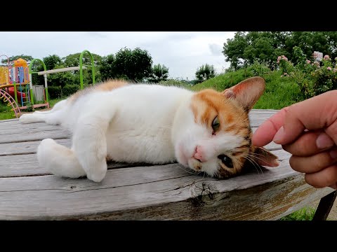 テーブルの上でリラックスしていた三毛猫ちゃんをナデナデする(YouTube)