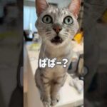 だんだん甘えモードになる猫が可愛い…！ #shorts(YouTube)