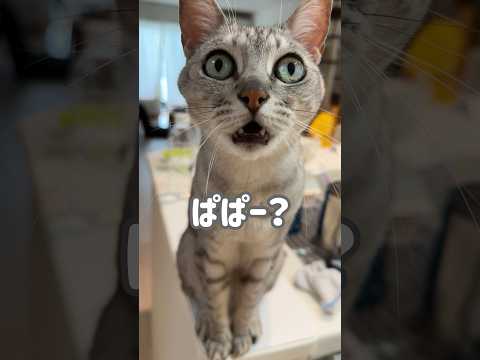 だんだん甘えモードになる猫が可愛い…！ #shorts(YouTube)