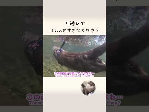 カワウソさくら カワウソと川に行ったら野生が爆発した When the otter went to the river, it became wild(YouTube)