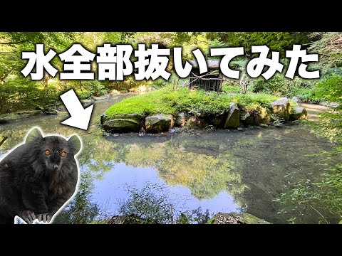 サルが住む池の水を全抜きしてみた！(YouTube)