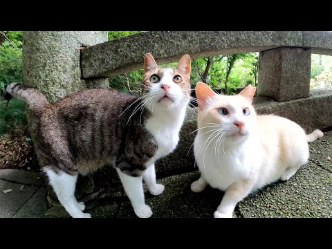 猫神社の入り口で個性的な猫達がお出迎えしてくれた(YouTube)