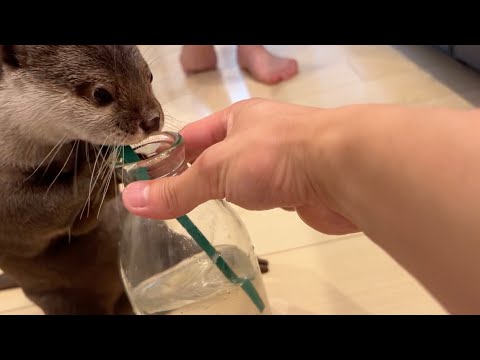 カワウソはストローで水を飲めるのか！？ Can otter drink water through a straw!(YouTube)